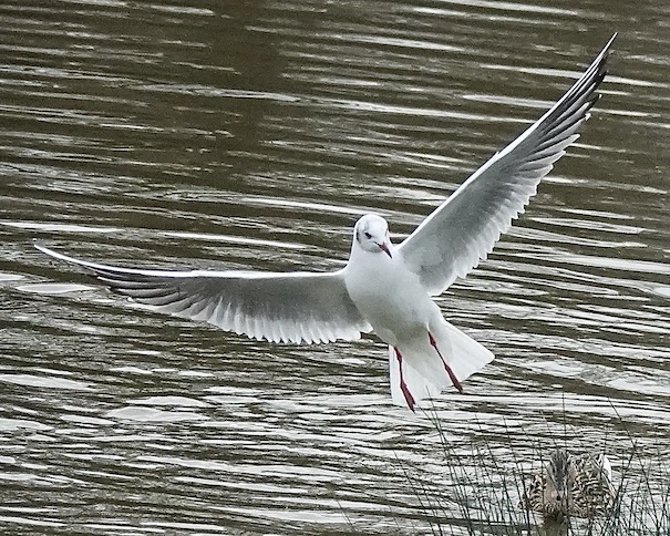 black-headed gull